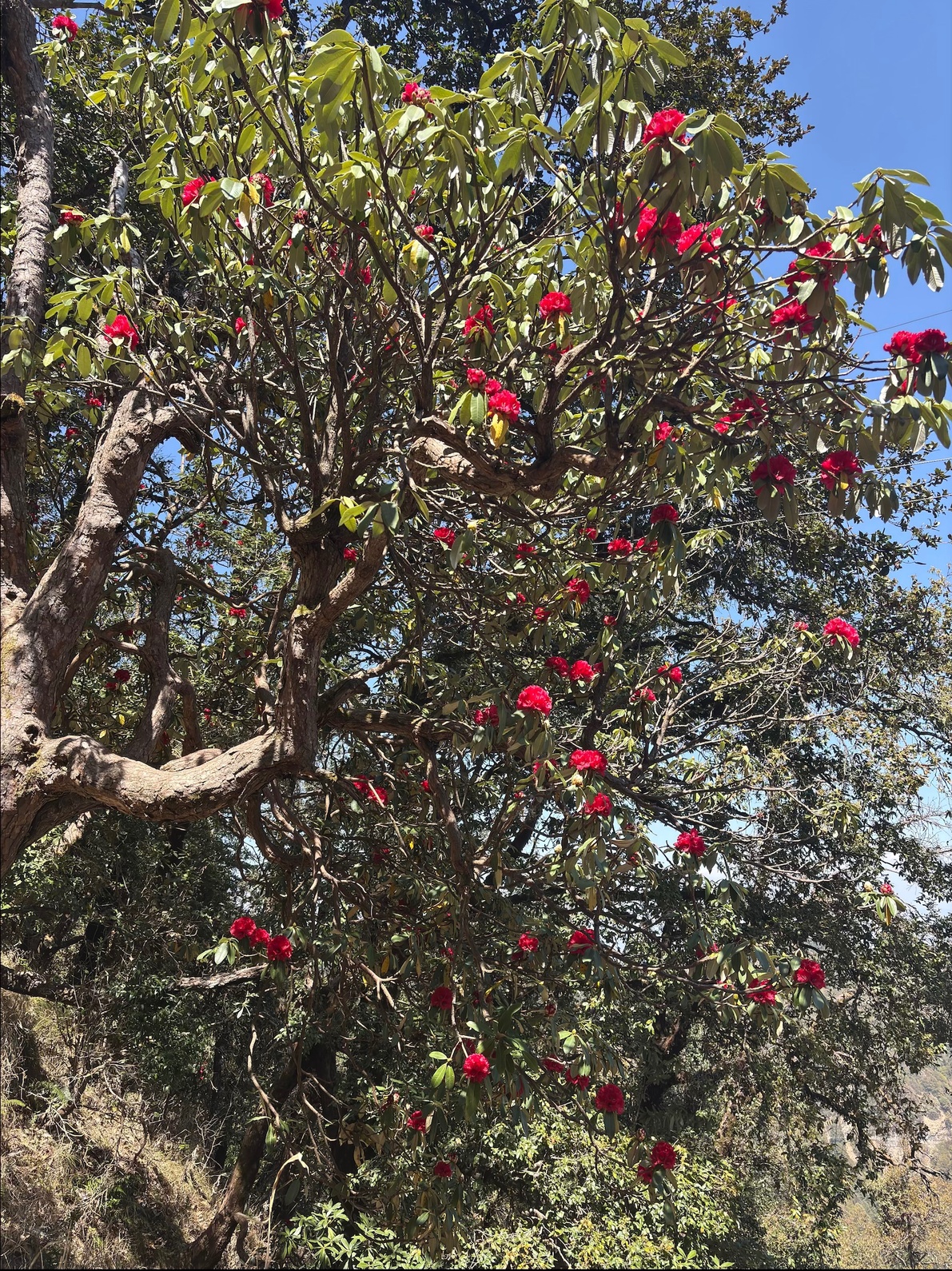 Rhododendron tree